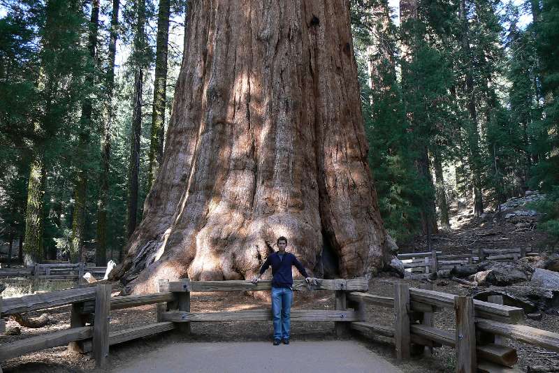 32 General Sherman tree SEQUOIA NATIONAL PARK